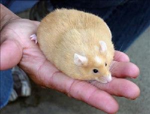 Fat mouse