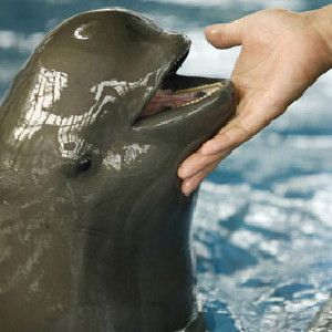 The Yangtze finless porpoise is in decline in the wild, with the latest estimate suggesting it might be critically endangered.