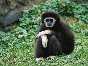  Gibbons use the same vocal techniques to trill as human opera singers.