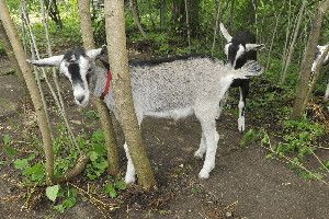 Goats graze in Detroit's Brightmoor neighborhood.
