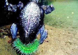IT'S REAL &nbsp;A giant green anemone eats a seabird at Haystack Rock in Cannon Beach, Ore.