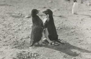 An Adelie penguin couple in a photo taken by George Levick, a surgeon and zoologist aboard Captain Scott's 1910 South Pole expedition.