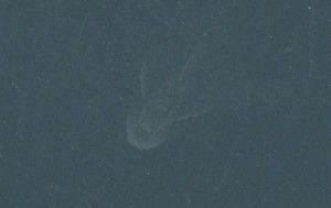 An image on Apple Maps' satellite view appears to be a huge creature below the surface of Loch Ness. The actual explaination? A boat wake, with the low-contrast boat barely visible.