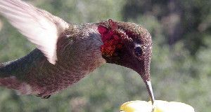 TASTY &nbsp;Hummingbirds, like this Anna's Hummingbird in California, detect sweet nectar with a converted savory-sensing protein, a new study suggests.