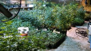 A photograph taken on May 20, 2013, by the DEA Strike Force shows some of the marijuana plants the agency says were grown by a woman from a wealthy New York suburb, in a warehouse in the Queens borough of New York.