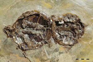 One of nine mating pairs of the extinct turtle Allaeochelys crassesculpta found at the Messel Pit fossil site in Germany. The male (to the right) is about 20 percent smaller than the female.