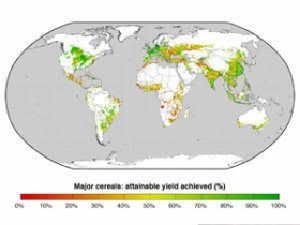 Cereal crops worldwide