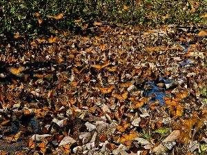 Butterflies in Mexico's Monarch Butterfly Biosphere Reserve drink from a stream.