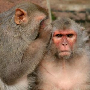 Monkeys can be kind to their neighbors - and they have a specific brain region which appears to record their good deeds.