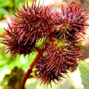 PRETTY BUT DEADLY: Seeds, or beans, from the castor plant contain ricin, a toxin that, when injected or ingested in purified form, can be lethal.