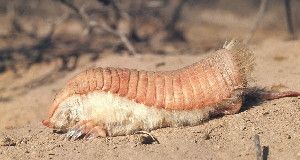 DIGGING DIRT &nbsp;Pink fairy armadillos have claws so specialized for digging that they struggle to walk on hard surfaces.