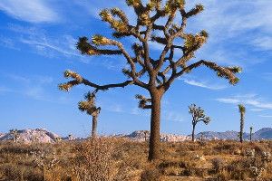 Joshua Tree National Park soon will share its California desert skies with a new close neighbor, a huge solar farm. It's part of a big renewable energy drive on public land.