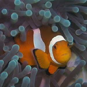 Photo of clownfish hiding in reef