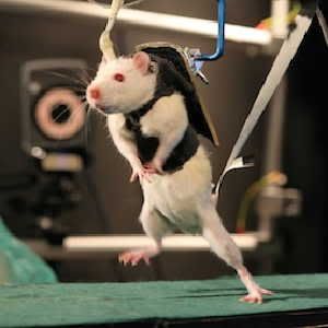 THE WILL TO WALK: When paralyzed rats supported by a harness learned to walk again on a treadmill, they only regained automatic movement coordinated by the spinal cord. Willing their feet forward across a stationary runway restored voluntary control and the brain's communication with the spinal cord.