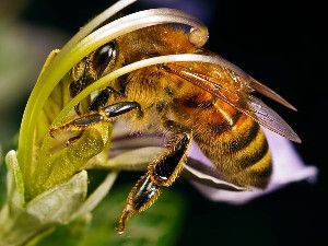 Honeybees learn and remember the locations of flowers, but a new study shows they may be losing their way.