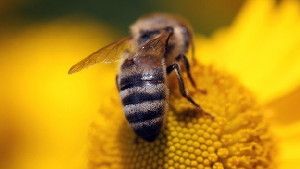 Honeybees and other pollinating insects have been in decline for decades