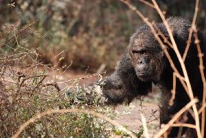 Chimpanzee males that treat females aggressively father more offspring over time. The findings, in the Cell Press journal Current Biology on Nov. 13, are based on genetic evidence of paternity and suggest that sexual coercion via long-term intimidation is an adaptive strategy for males in chimpanzee society.