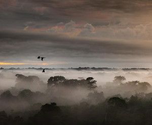 Macaws flying over the rainforest canopy at dawn. The study found that bird lineages that inhabit the forest canopy, such as these macaws, accumulate fewer species over evolutionary time than do bird lineages that inhabit the forest understory.