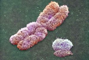 The X and Y chromosomes, with the smaller Y chromosome to the right.