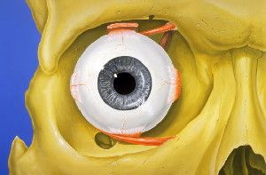 Normal anatomy of the human eye and orbit, anterior view. Image credit: Patrick J. Lynch / CC BY 2.5.