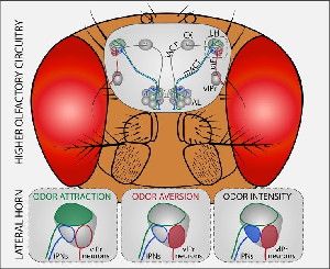 The quality and intensity of an odor are represented in three different activity domains in the lateral horn of the fly brain. Pleasant odors activate the green region, disgusting odors activate the red area. The blue and red regions represent the intensity of an odor.