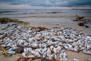 Dead fish on a beach (stock image). Fish are a taxon where mass mortality events have been increasing in frequency and magnitude through time.