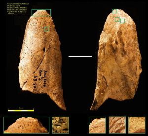 The tool in question was uncovered in June 2014 during the annual digs at the Grotte du Bison at Arcy-sur-Cure in Burgundy, France. Extremely well preserved, the tool comes from the left femur of an adult reindeer and its age is estimated between 55,000 and 60,000 years ago. Marks observed on it allow us to trace its history. Obtaining bones for the manufacture of tools was not the primary motivation for Neanderthals hunting -- above all, they hunted to obtain the rich energy provided by meat and marrow. Evidence of meat butchering and bone fracturing to extract marrow are evident on the tool. Percussion marks suggest the use of the bone fragment for carved sharpening the cutting edges of stone tools. Finally, chipping and a significant polish show the use of the bone as a scraper.