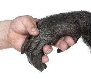 Human and ape joining hands (stock image). Researchers examined the trabeculae of hand bones of humans and chimpanzees. They found clear differences between humans, who have a unique ability for forceful precision gripping between thumb and fingers, and chimpanzees, who cannot adopt human-like postures.