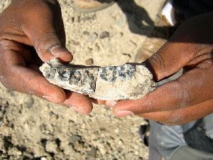 This is a close up view of the mandible just steps from where it was sighted by Chalachew Seyoum, ASU graduate student, who is from Ethiopia.