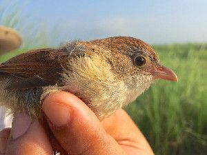 Jerdon's babbler Chrysomma altirostr, last documented in Myanmar in 1941, has been rediscovered by a team of scientists from WCS, Myanmar's Nature and Wildlife Conservation Division -- MOECAF, and National University of Singapore (NUS). The species was previously thought to be extinct.