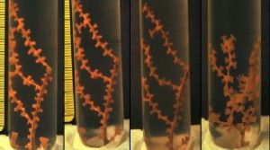 A coral specimen exposed to oil and dispersant displays declining health over time. The picture on the furthest right is a healthy control sample.