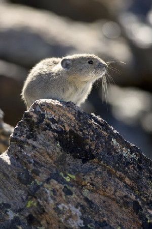 The American pika lives in rocky mountain areas and boulder-covered hillsides. In recent years, it &nbsp;has been retreating to higher elevations. Since the 1990s, some pika populations along the species’ southernmost ranges have vanished.