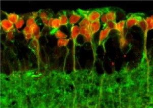 The retina of a blind mouse treated with the new approach: A 'light antenna' has been attached to the red cells.