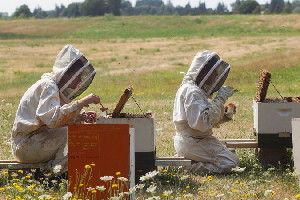 Researchers from Oregon State University testing bees last August for the effects of pesticides.