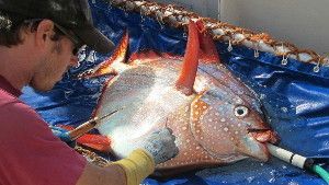 A temperature monitor being inserted into the pectoral muscles of an opah.