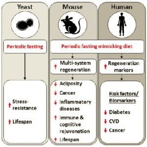 A diagram of the fasting mimicking diet (FMD) protocol developed by the scientists, which retains the health benefits of prolonged fasting. In mice, FMD improved metabolism and cognitive function, decreased bone loss and cancer incidence, and extended longevity. In humans, three monthly cycles of a 5-day FMD reduced multiple risk factors of aging.