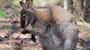 The red-necked wallaby was one of three species found to be predominantly left-handed