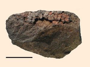 A 49,000-year-old stone flake from the Sibudu cave, KwaZulu-Natal, South Africa. Scale bar - 1 cm. Image credit: Villa P et al.