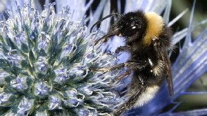 The ban was put in place after some scientific studies showed that the pesticides harmed bees