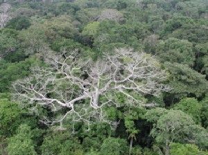 The megadrought in the Amazon rainforest during the summer of 2005 caused widespread damage and die-offs to trees, as depicted in this photo taken in Western Amazonia in Brazil.