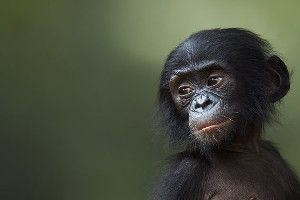 Bonobos (like the baby bonobo pictured here) use a type of call that alters meaning depending on context, similar to how human babies communicate. | Anup Shah via Getty Images