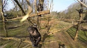 A female chimpanzee named Tushi uses a stick to 'attack' the drone. Behind her Raimee is sitting also with a long stick.