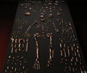 Homo naledi has a mixture of primitive and more modern features