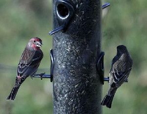 IMAGE: Male finches on bird feeder.