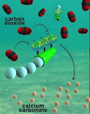Nanoengineers have invented tiny tube-shaped micromotors that zoom around in water and efficiently remove carbon dioxide. The surfaces of the micromotors are functionalized with the enzyme carbonic anhydrase, which enables the motors to help rapidly convert carbon dioxide to calcium carbonate.