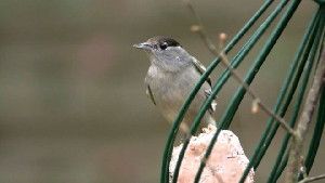 Blackcaps seem to have a particular preference for sunflower hearts and fats in garden feeders