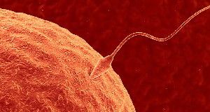 Blocking a newly identified protein in sperm tails stops sperm from penetrating eggs, and could be the key for developing male contraceptives.