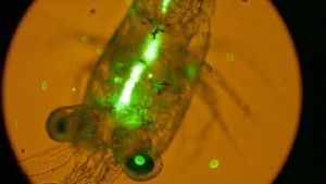Scientists have been looking at how copepods will ingest fluorescent pieces of micro-plastic