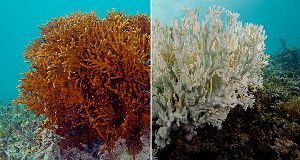 BEFORE AND AFTER &nbsp;Healthy coral are full of color, like the fire coral seen on the left. But stressors, including overly warm ocean water, cause symbiotic algae to abandon coral tissues, bleaching them (right).