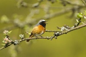IMAGE: Long-distance migrants like the Common Redstart benefit from warmer summers in Europe.